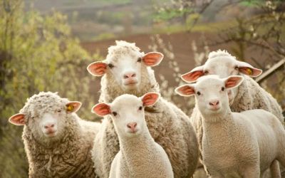 15 экоферм Ленобласти, где петербуржцы покупают настоящие продукты без химии