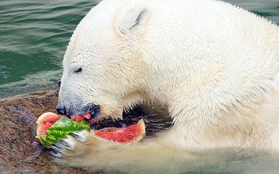 Расписание показательных кормлений в Ленинградском зоопарке